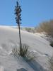 PICTURES/Roswell & White Sands/t_Big Dune - Plant3.JPG